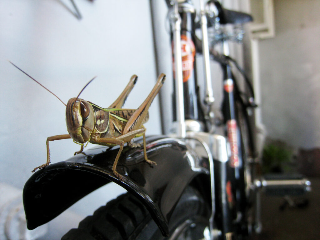 Grasshopper on chinese bike