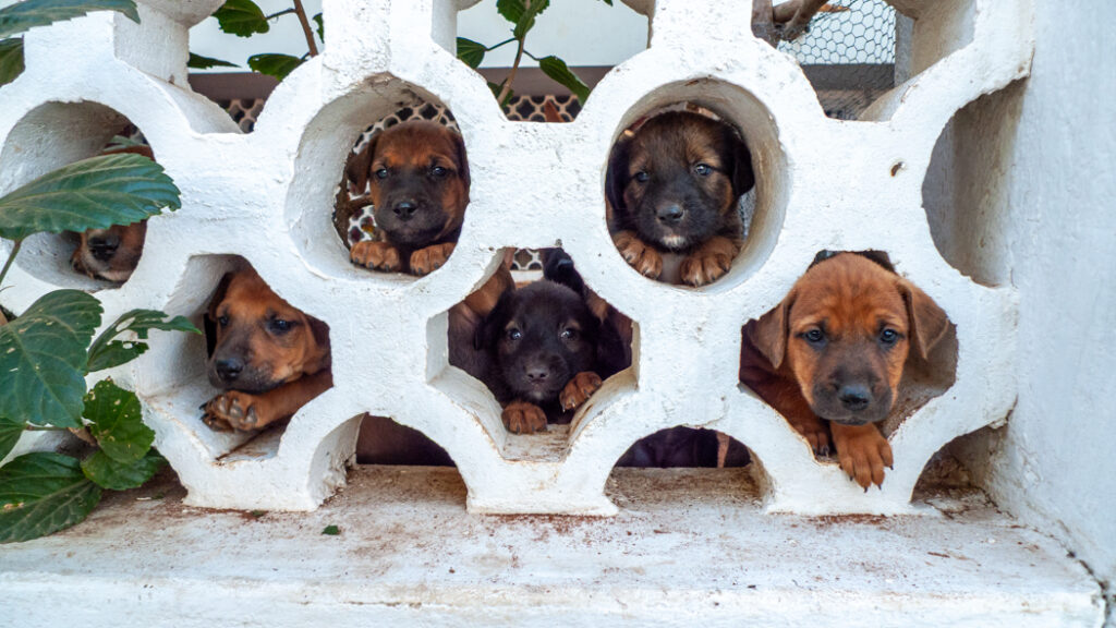 Africanis mix puppies