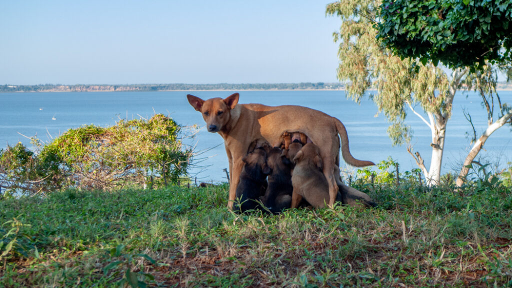 Africanis dame with pups