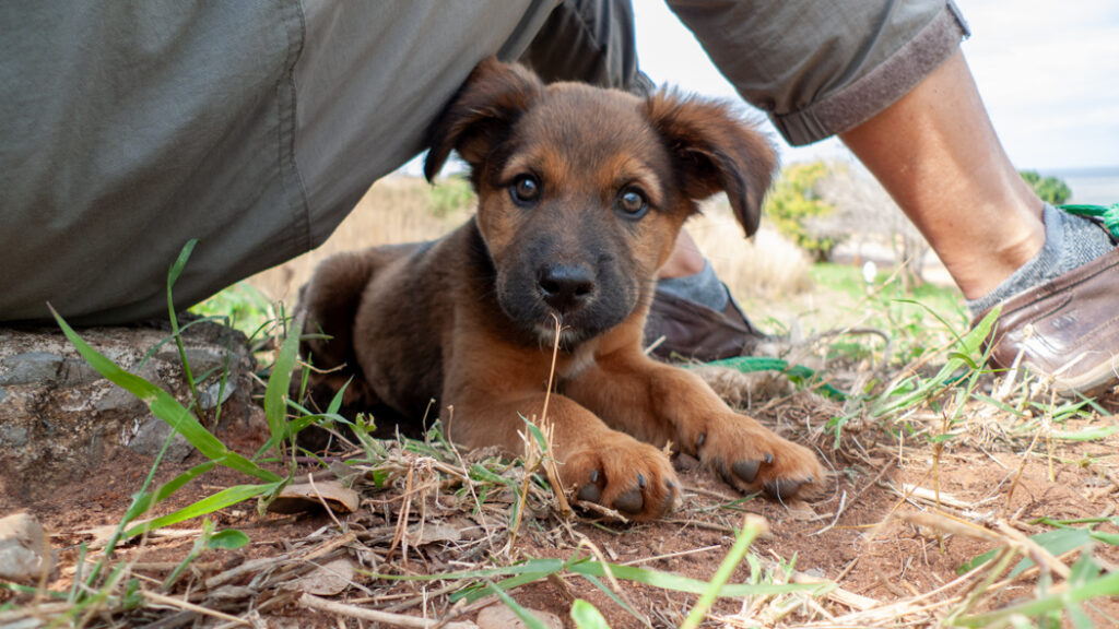 Mixed africanis pup