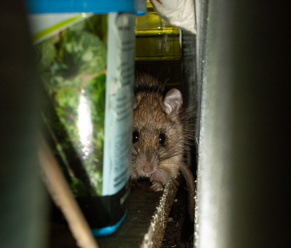 Rat in the shed