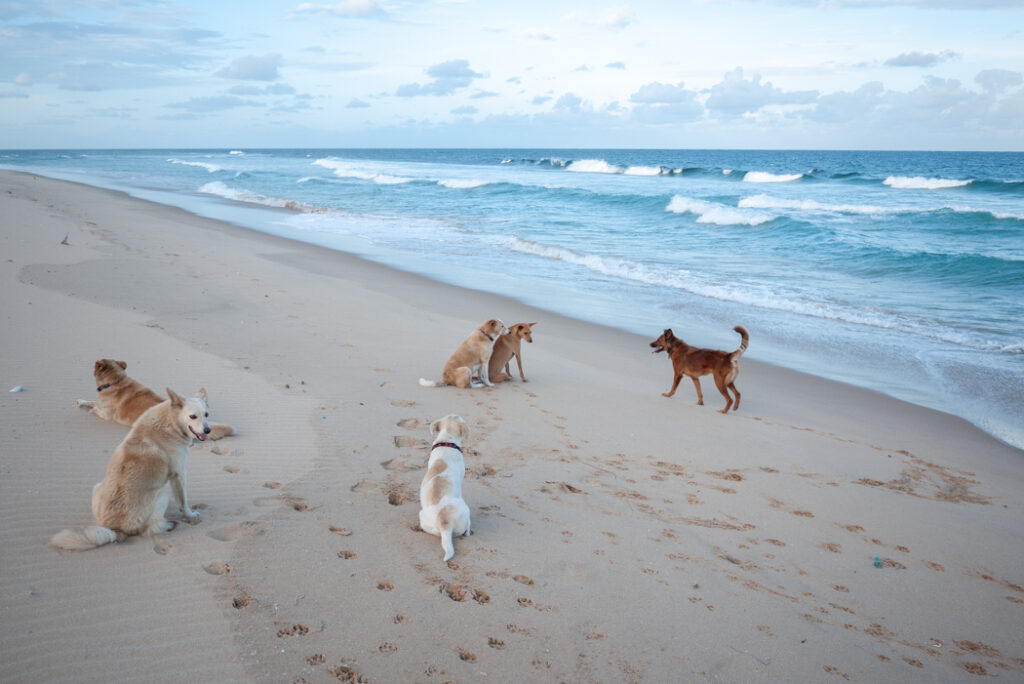 Meeting the free roaming locals