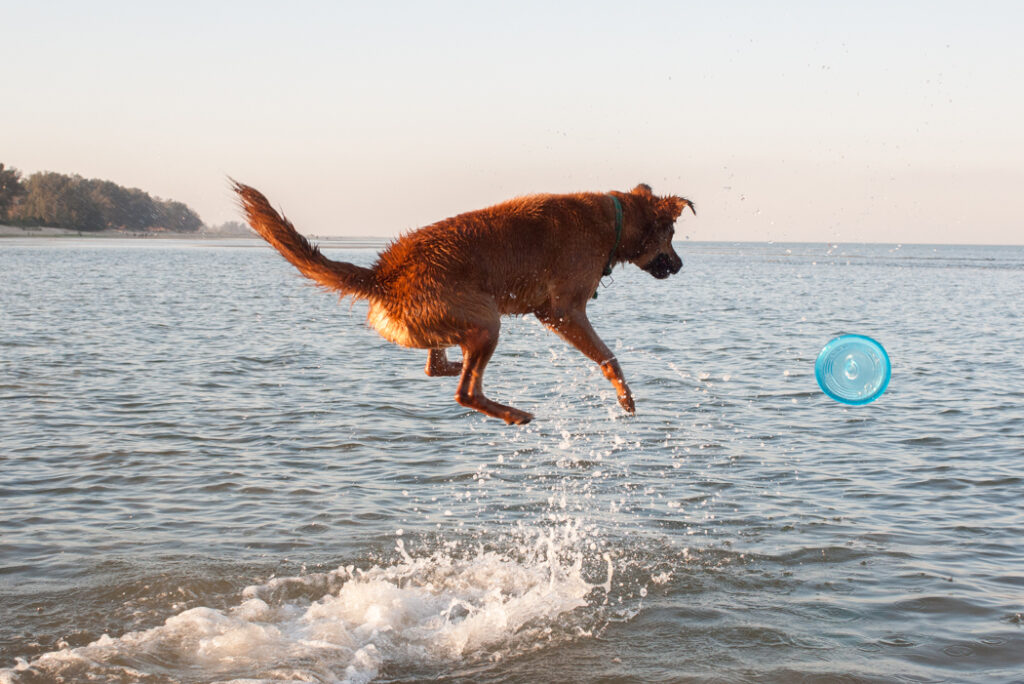 Dog sea frisbee