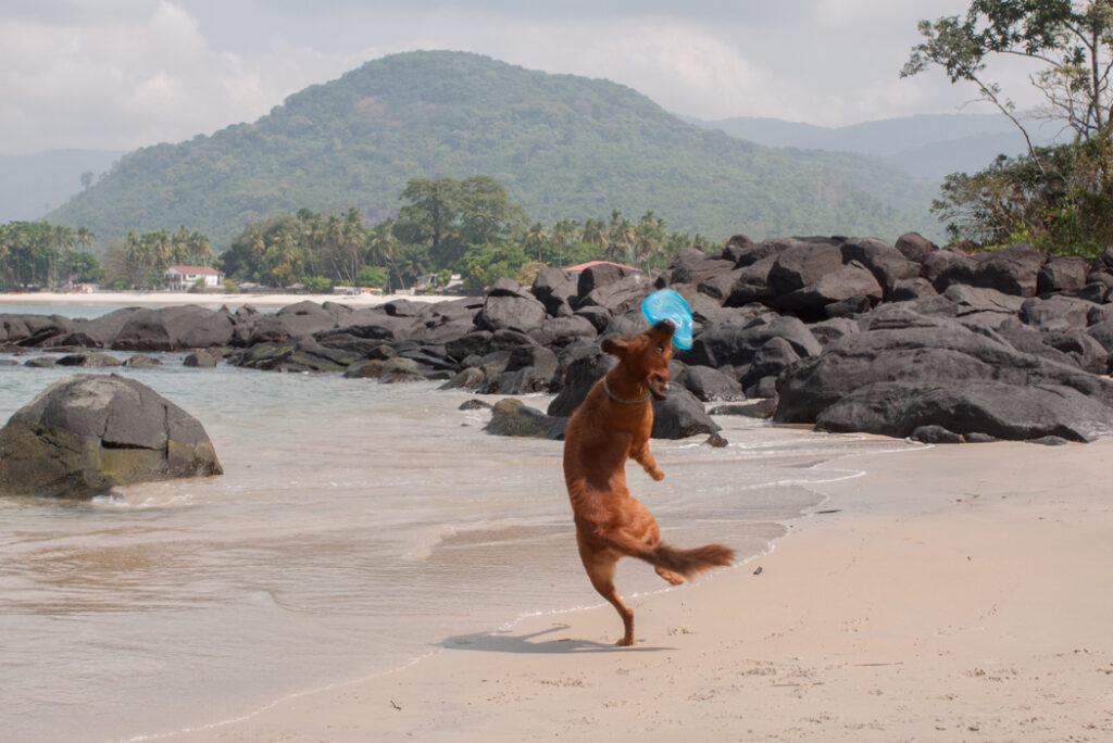 Dog frisbee on the beach