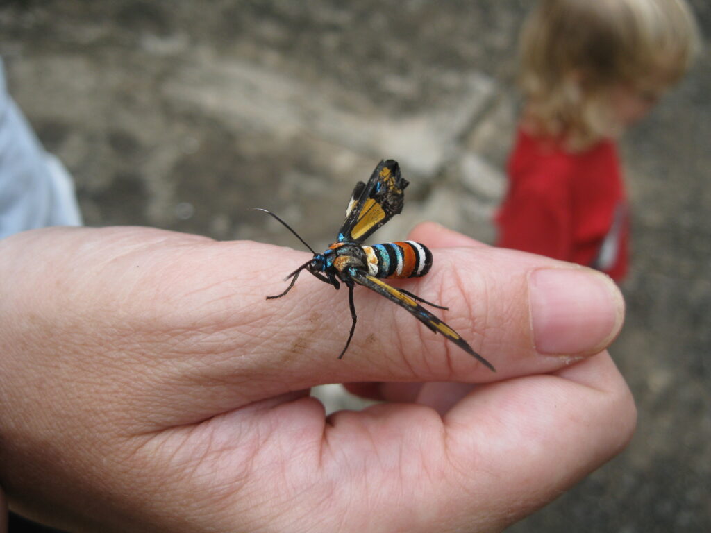 Insect