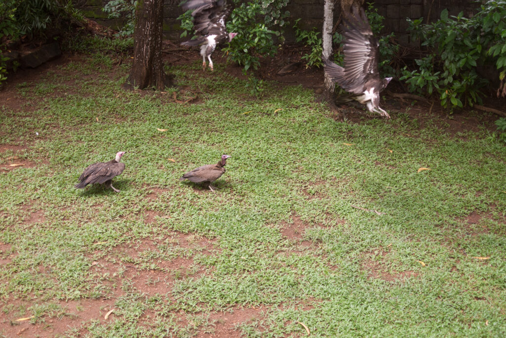 Vultures in the garden