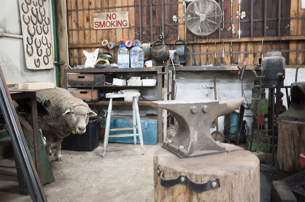 Sheep at the forge